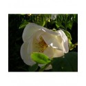 Rosa 'Frühlingsgold' - Rosaceae - Rosier