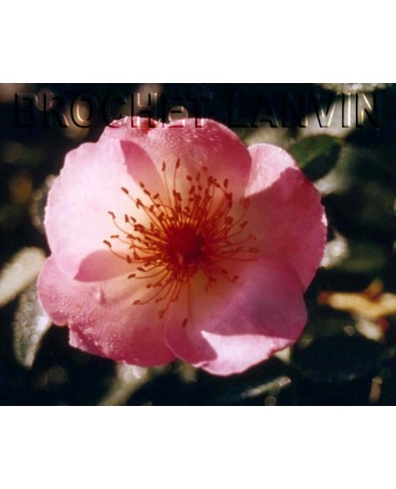 Rosa 'Frühlingsmorgen' - Rosaceae - Rosier