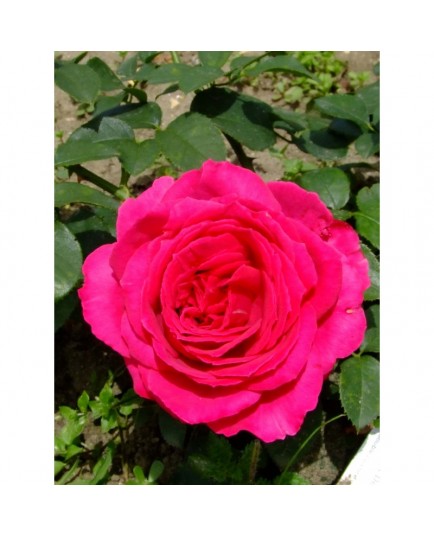 Rosa 'Fragrant Delight' - Rosaceae - Rosier