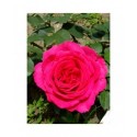 Rosa 'Fragrant Delight' - Rosaceae - Rosier