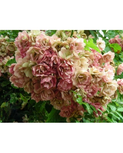 Rosa 'Francis' - Rosaceae - rosier