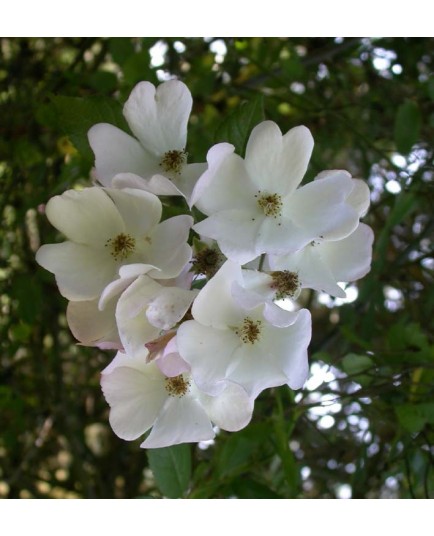 Rosa 'Francis E Lester' - Rosaceae - Rosier