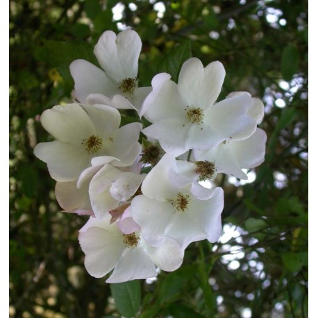 Rosa 'Francis E Lester' - Rosaceae - Rosier