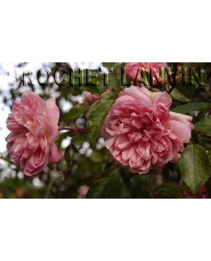 Rosa 'Francois Juranville' - Rosaceae - Rosier