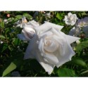 Rosa 'Frau Karl Druschki' - Rosaceae - Rosier