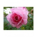 Rosa 'Fritz Nobis' - Rosaceae - Rosier