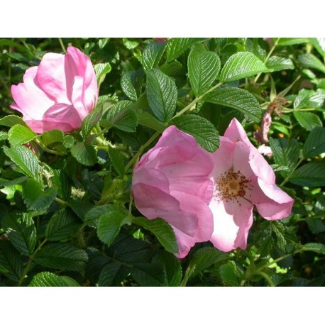 Rosa 'Fru Dagmar Hastrup' - Rosaceae - Rosier