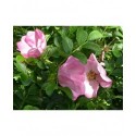 Rosa 'Fru Dagmar Hastrup' - Rosaceae - Rosier