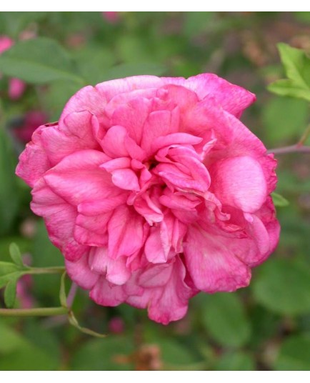 Rosa 'Général Schablikine' - Rosaceae - Rosier