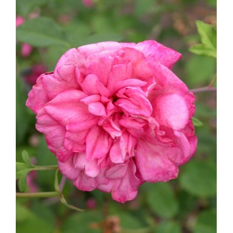 Rosa 'Général Schablikine' - Rosaceae - Rosier