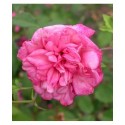 Rosa 'Général Schablikine' - Rosaceae - Rosier
