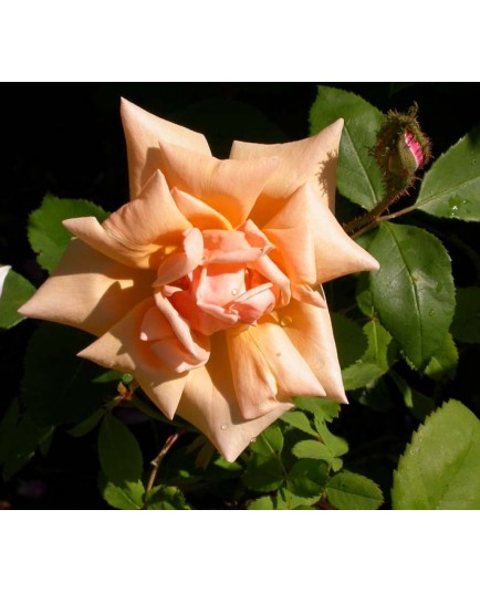 Rosa 'Gabrielle Noyelle' - Rosaceae - Rosier