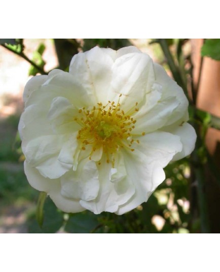Rosa 'Gardenia' - Rosaceae - Rosier