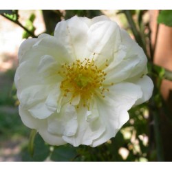 Rosa 'Gardenia' - Rosaceae - Rosier