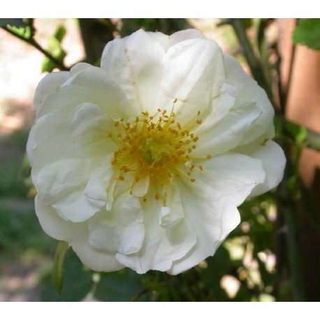 Rosa 'Gardenia' - Rosaceae - Rosier