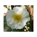 Rosa 'Gardenia' - Rosaceae - Rosier