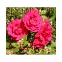 Rosa 'Gartner Freude'®' - Rosaceae - Rosier couvre sol