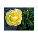 Rosa 'Gelber Engel' - Rosaceae - Rosier arbuste
