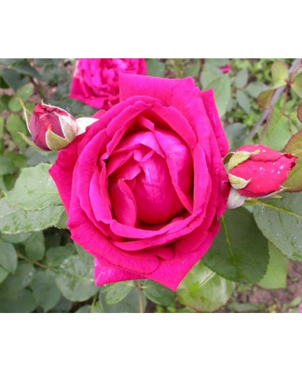 Rosa 'George Dickson' - Rosaceae - Rosier