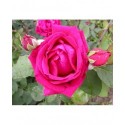Rosa 'George Dickson' - Rosaceae - Rosier