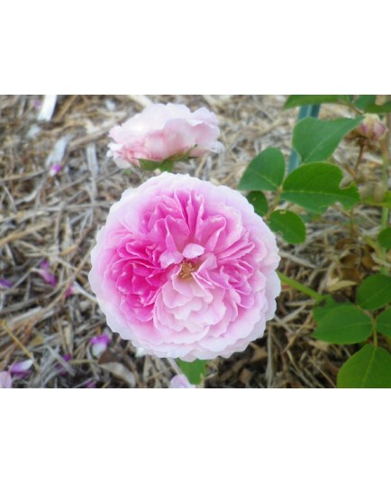 Rosa 'Geschwindt's orden' - Rosaceae - Rose ancienne- rosier grimpant