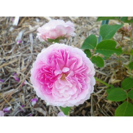 Rosa 'Geschwindt's orden' - Rosaceae - Rose ancienne- rosier grimpant