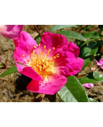 Rosa 'Ghisang' - Rosaceae - Rosier grimpant