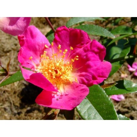 Rosa 'Ghisang' - Rosaceae - Rosier grimpant