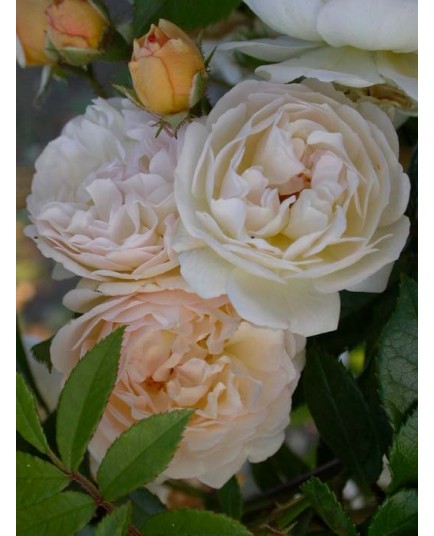 Rosa 'Ghislaine de Féligonde' - Rosaceae - Rose, Rosier grimpant