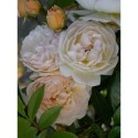 Rosa 'Ghislaine de Féligonde' - Rosaceae - Rose, Rosier grimpant