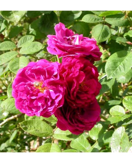 Rosa 'Gipsy Boy' - Rosaceae - Rosier