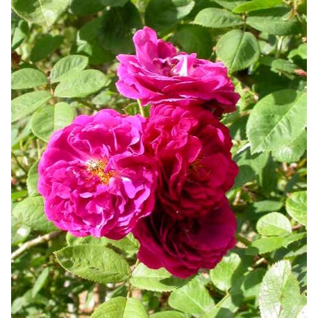 Rosa 'Gipsy Boy' - Rosaceae - Rosier