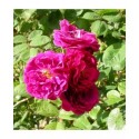 Rosa 'Gipsy Boy' - Rosaceae - Rosier