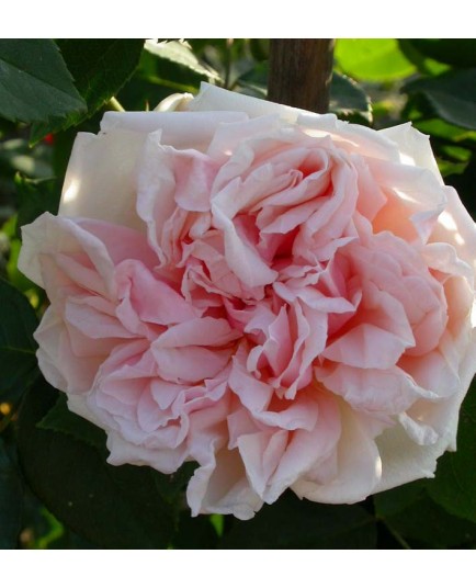 Rosa 'Gloire de Dijon' - Rosaceae - Rosier