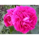 Rosa 'Gloire de Ducher' - Rosaceae - Rosier