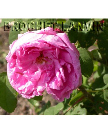 Rosa 'Gloire des Mousseuses' - Rosaceae - Rosier