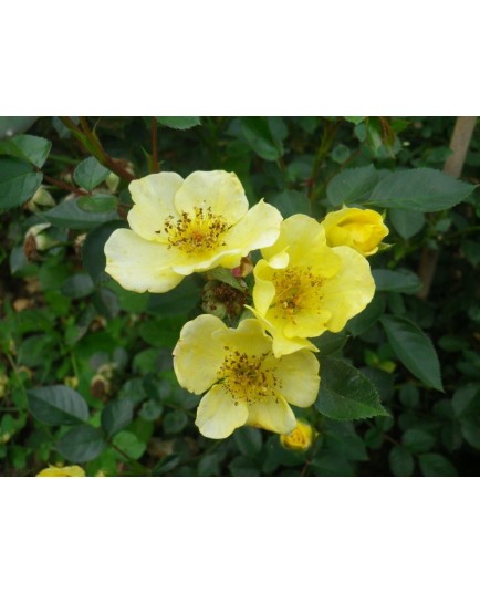 Rosa 'Spahi' - Rosaceae - Rosier nain