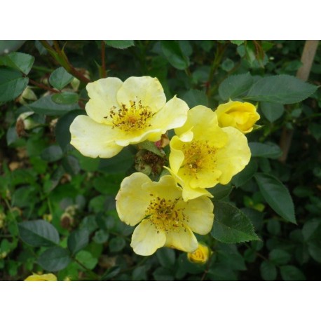 Rosa 'Spahi' - Rosaceae - Rosier nain