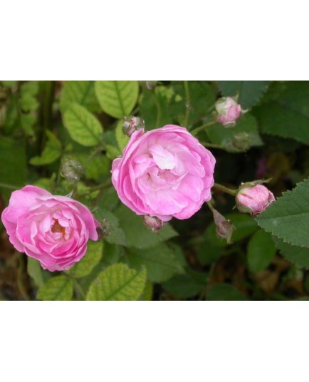 Rosa 'Gloire des Polyantha- Rosaceae - Rosier