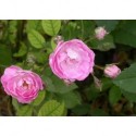 Rosa 'Gloire des Polyantha- Rosaceae - Rosier