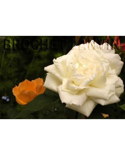 Rosa 'Gloire Lyonnaise' - Rosaceae - Rosier
