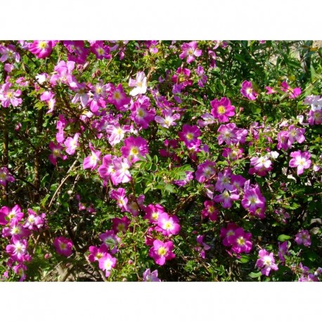 Rosa 'Glory of Edzell' - Rosaceae - Rosier