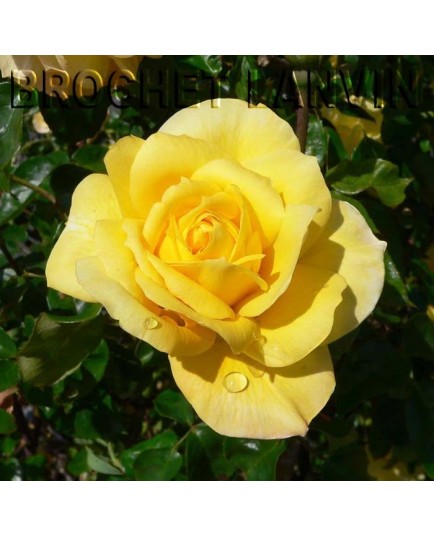 Rosa 'Gold Glow' - Rosaceae - Rosier nain à bouquet