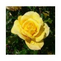 Rosa 'Gold Glow' - Rosaceae - Rosier nain à bouquet