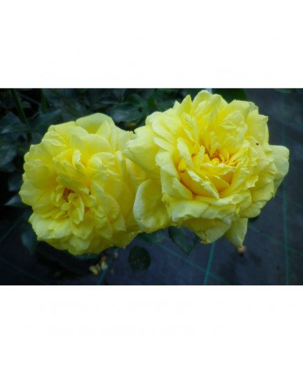 Rosa 'Golden Delight' - Rosaceae - Rosier polyantha