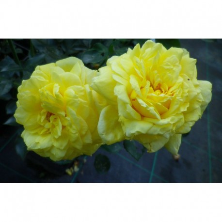 Rosa 'Golden Delight' - Rosaceae - Rosier polyantha