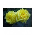 Rosa 'Golden Delight' - Rosaceae - Rosier polyantha