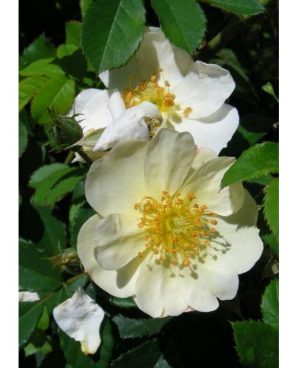 Rosa 'Golden Mozart' - Rosaceae - Rosier