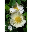 Rosa 'Golden Mozart' - Rosaceae - Rosier
