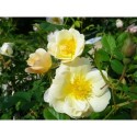 Rosa 'Golden Mozart' - Rosaceae - Rosier